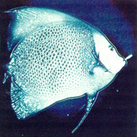 various artists — DFR-PRCD01 (CD front cover)